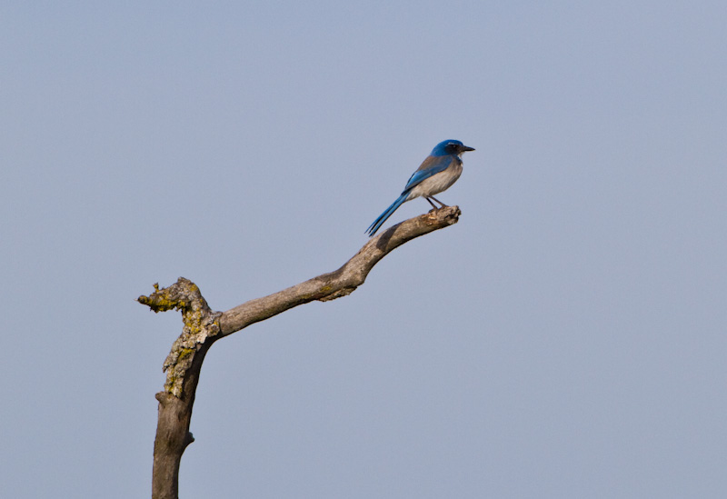 Scrub Jay